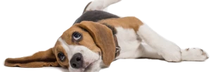 dol